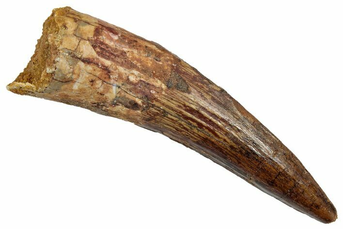 Fossil Spinosaurus Tooth - Real Dinosaur Tooth #345418